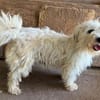 DORI-zuckersüße, freundliche Bichon-Mix-Hündin