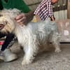 DORI-zuckersüße, freundliche Bichon-Mix-Hündin