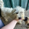 DORI-zuckersüße, freundliche Bichon-Mix-Hündin