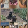 Unsere Welpen und Junghunde