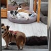 TILU * liebt es gemütlich und ruhig