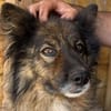 LEO-zauberhafter, lieber Rüde