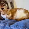 Ragu sucht ruhiges Zuhause