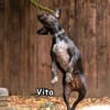 VITA