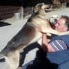 Das Leid unserer Hunde in der Türkei !