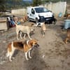 Das Leid unserer Hunde in der Türkei !