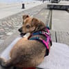 MORTAZA ° kleiner Sonnenschein