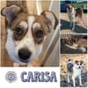CARISA * charmant, chick, charakterstark