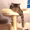 ZAZA - MIMI - EFFIE -
