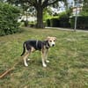 Amber - die menschenbezogene Herzenshündin