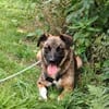 Unser zartes Hundeseelchen Sam sucht ein neues Zuhause