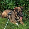 Unser zartes Hundeseelchen Sam sucht ein neues Zuhause