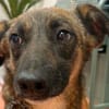 Unser zartes Hundeseelchen Sam sucht ein neues Zuhause
