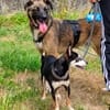 Unser zartes Hundeseelchen Sam sucht ein neues Zuhause