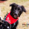 Hundekind Joker auf Pflegestelle