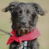 Hundekind Joker auf Pflegestelle