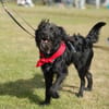 Hundekind Joker auf Pflegestelle