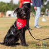 Hundekind Joker auf Pflegestelle