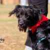 Hundekind Joker auf Pflegestelle