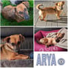 ARYA -Verschmust & lebhaft-