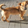 ARYA -Verschmust & lebhaft-