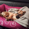 ARYA -Verschmust & lebhaft-