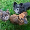 ARYA -Verschmust & lebhaft-