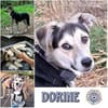 DORINE * feiner Schatz auf der Suche