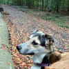 DORINE * feiner Schatz auf der Suche