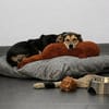 DORINE * feiner Schatz auf der Suche