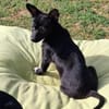 LONJA -Sucht ein ruhiges Zuhause-