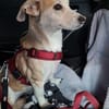 Alenka sanfte Kuschelmaus sucht noch einmal ihr großes Glü