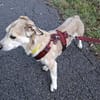 Alenka sanfte Kuschelmaus sucht noch einmal ihr großes Glü