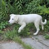Snow - die kleine Entdeckerin mit eigenem Kopf