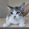 DRINGEND! Nela -  sehr verschmust, super lieb und süß