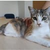 DRINGEND! Nela -  sehr verschmust, super lieb und süß