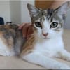DRINGEND! Nela -  sehr verschmust, super lieb und süß