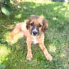 Willi ein liebes Kerlchen