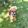 Willi ein liebes Kerlchen
