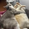 Rayo &Stewie  ein  Herz und eine Seele