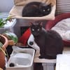 Unser wunderhübsches Gabi und Gabi suchen ein Zuhause