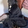 Ollie - wartet auf einfühlsame Menschen