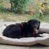 Ollie - wartet auf einfühlsame Menschen