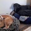 Ollie - wartet auf einfühlsame Menschen