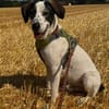 Henry, junger Pointer Mix