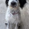 Winifred, geb. ca. 02/2026, 87763 Lautrach