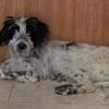 Winifred, geb. ca. 02/2026, 87763 Lautrach