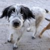Winifred, geb. ca. 02/2026, 87763 Lautrach