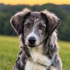 Ortensia sucht passendes Körbchen