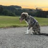 Ortensia sucht passendes Körbchen
